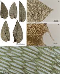 Attēlu rezultāti vaicājumam “Plagiothecium sp.”