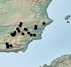 Attēlu rezultāti vaicājumam “Schistidium robustum sporophyte”