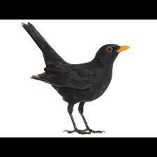Attēlu rezultāti vaicājumam “Turdus merula”