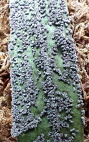 Attēlu rezultāti vaicājumam “Physarum cinereum”