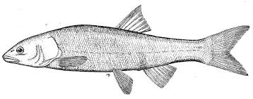 Image result for Mylopharodon conocephalus