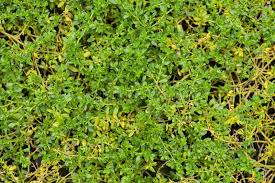 Attēlu rezultāti vaicājumam “Herniaria glabra leaf”