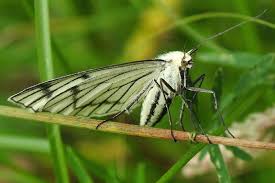 Attēlu rezultāti vaicājumam “Siona lineata”