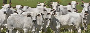 Image result for ganado bovino