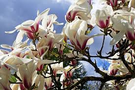 Attēlu rezultāti vaicājumam “Magnolia cylindrica”
