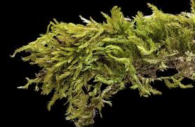 Attēlu rezultāti vaicājumam “Callicladium haldanianum”