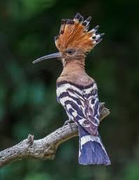 Image result for hoepoe