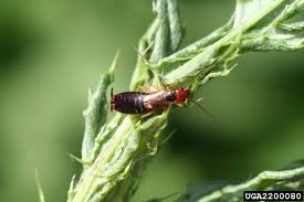 Attēlu rezultāti vaicājumam “Forficula auricularia female”