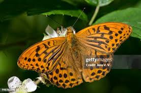 Attēlu rezultāti vaicājumam “Argynnis laodice male”