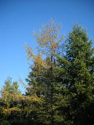 Attēlu rezultāti vaicājumam “Larix decidua var. polonica”