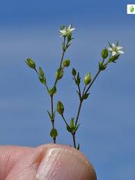 Attēlu rezultāti vaicājumam “Arenaria serpyllifolia flower”