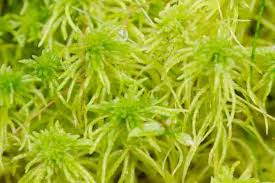 Attēlu rezultāti vaicājumam “Sphagnum girgensohnii”