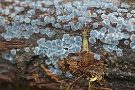 Attēlu rezultāti vaicājumam “Mollisia cinerea”