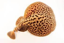 Image result for Torpedo marmorata