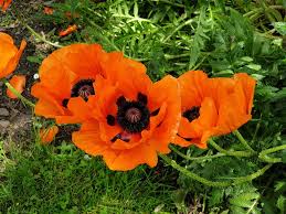 Image result for Papaver rhoeas