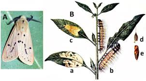 Attēlu rezultāti vaicājumam “Spilosoma sp.”