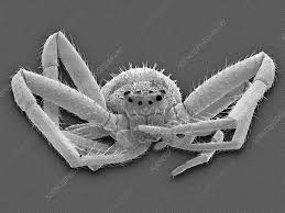 Attēlu rezultāti vaicājumam “Misumena vatia”