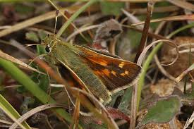 Attēlu rezultāti vaicājumam “Hesperia comma underside”