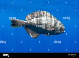 Image result for Schedophilus ovalis