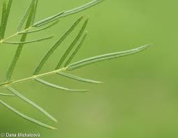 Attēlu rezultāti vaicājumam “Thalictrum lucidum”