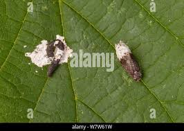 Attēlu rezultāti vaicājumam “Apotomis betuletana”