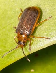 Attēlu rezultāti vaicājumam “Galerucella nymphaeae”