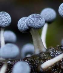 Attēlu rezultāti vaicājumam “Didymium aggregatum”