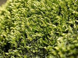 Attēlu rezultāti vaicājumam “Plagiothecium laetum”