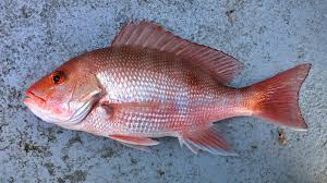 Image result for Lutjanus campechanus