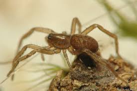 Attēlu rezultāti vaicājumam “Agroeca brunnea”