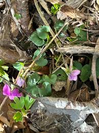 Attēlu rezultāti vaicājumam “Viola rupestris leaf”