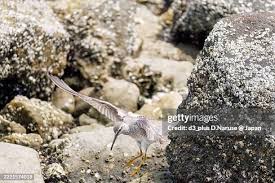 Image result for Tringa brevipes