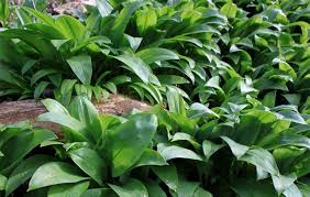 Attēlu rezultāti vaicājumam “Allium ursinum leaf”