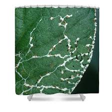 Attēlu rezultāti vaicājumam “Diachea leucopodia”