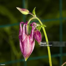 Attēlu rezultāti vaicājumam “Aquilegia vulgaris bud”