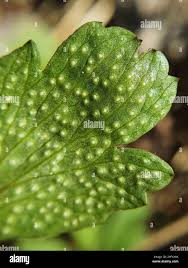 Attēlu rezultāti vaicājumam “Ochropsora ariae”