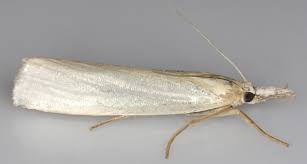 Attēlu rezultāti vaicājumam “Crambus”