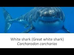 Image result for Carcharodon carcharias
