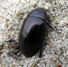 Attēlu rezultāti vaicājumam “Hydrochara caraboides”