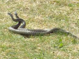 Attēlu rezultāti vaicājumam “Vipera berus adult”