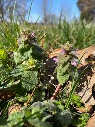 Attēlu rezultāti vaicājumam “Lamium purpureum leaf”