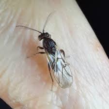 Attēlu rezultāti vaicājumam “Cynipidae”