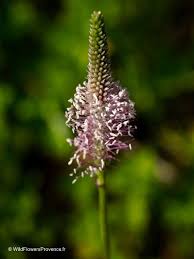 Attēlu rezultāti vaicājumam “Plantago media”