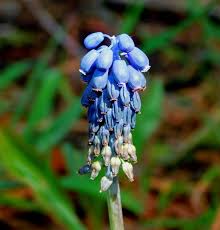 Attēlu rezultāti vaicājumam “Muscari neglectum flower”