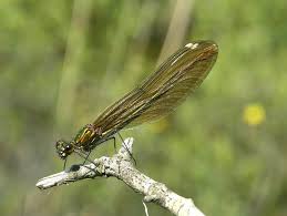 Attēlu rezultāti vaicājumam “Calopteryx virgo female”