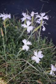 Attēlu rezultāti vaicājumam “Dianthus arenarius”