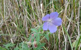 Attēlu rezultāti vaicājumam “Geranium pratense bud”