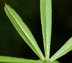 Attēlu rezultāti vaicājumam “Galium aparine”