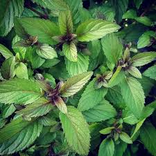 Attēlu rezultāti vaicājumam “Mentha x piperita”