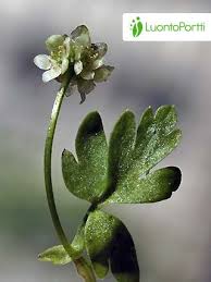 Attēlu rezultāti vaicājumam “Adoxa moschatellina leaf”